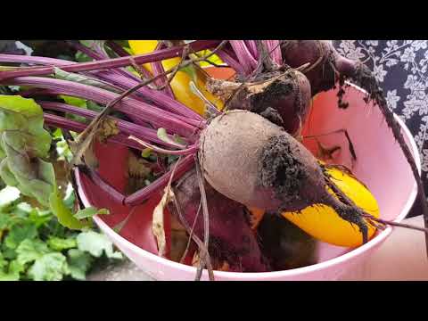КАБАЧКИ ДЛЯ МАМЫ