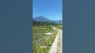 Pedesaan diutara gunung slamet|| Pulosari pemalang||jawatengah