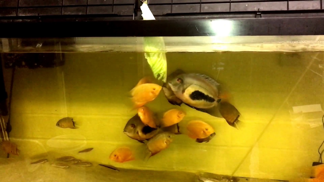 Feeding lettuce to Severums YouTube