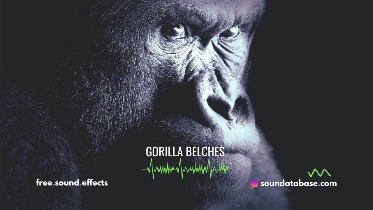 Gorilla Sound Effect (royaltyfree) link to free download in