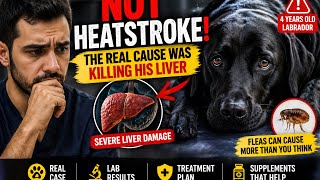 Misdiagnosed Dog Case: The Hidden Liver Problem