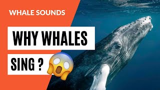 Why do whales sing?  Why do whales make sounds? | Whales Sounds Recorded