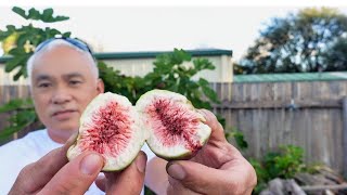 FIGS by Pinoy na Aussie pa 132 views 1 month ago 10 minutes, 9 seconds