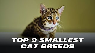 Top 9 Smallest Cat Breeds by Pets Life 298 views 3 months ago 8 minutes, 14 seconds