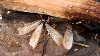 Anoplolepis Gracilipes, Camiguin, Philippines