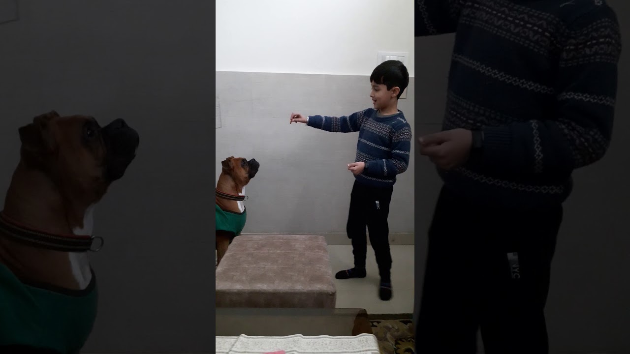 Dog training YouTube