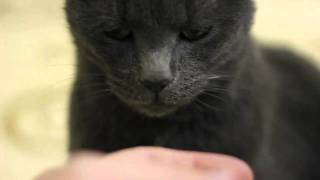 Reunited With Max The Cat - 3 Years Later