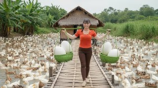 TIMELAPSE -- Harvesting Thousands of Duck Eggs & Go To Market Sell | Busy Farm Life
