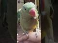 Blame the parrot तोते पर आरोप Facts'Discovery #shorts #shortvideo #trendingshorts #facts
