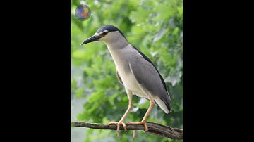 Tiếng vạc kêu - Black crowned night heron