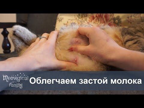 🤔 Застой молока