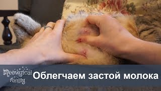 🤔 Застой молока и мастит - как помочь кошке?