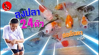 ลงปลาทอง 24ตัว / มินิแอร์ลิฟท์ / ระบบกรองบ่อทำเองบ้านๆ l คุณพ่อคราฟ EP.26