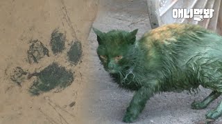 A Cat Appears With a GreenColored Body