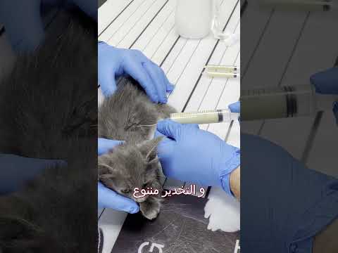 المشاكل التنفسيه عند القطط