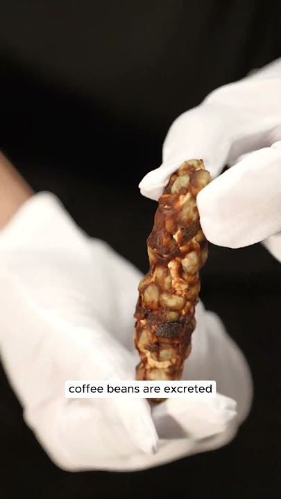 Civet Coffee: The World's Priciest Brew ☕ #Animals