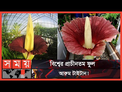 ভিডিও: অ্যারাম লিলি কি বিড়ালদের জন্য বিষাক্ত?