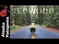 Redwoods | California
