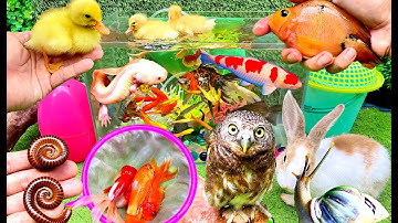 Bắt Các Con Vật Nuôi Dễ Thương, Con Vật Vlog, Mèo Xám Con, Cá Koi, Cá Vàng, Thỏ, Vịt Dễ Thương, Rùa