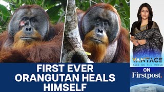 Wild Orangutan Heals Himself with Medicinal Plant in World First | Vantage with Palki Sharma