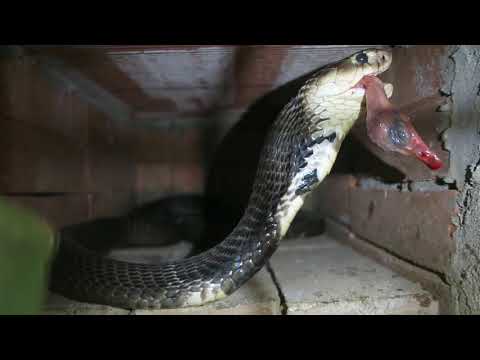   اطعام أفعى الكوبرا