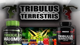 Tribulus Terrestris (info) - Supliment(e)