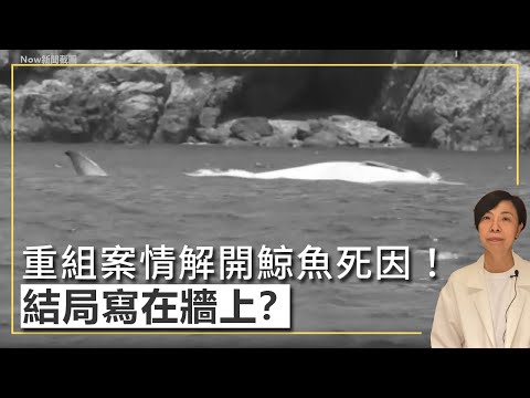 重組案情解開鯨魚死因！結局寫在牆上？李慧玲Live