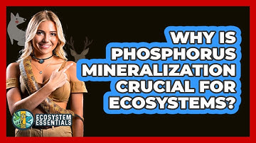 Why Is Phosphorus Mineralization Crucial For Ecosystems? - Ecosystem Essentials