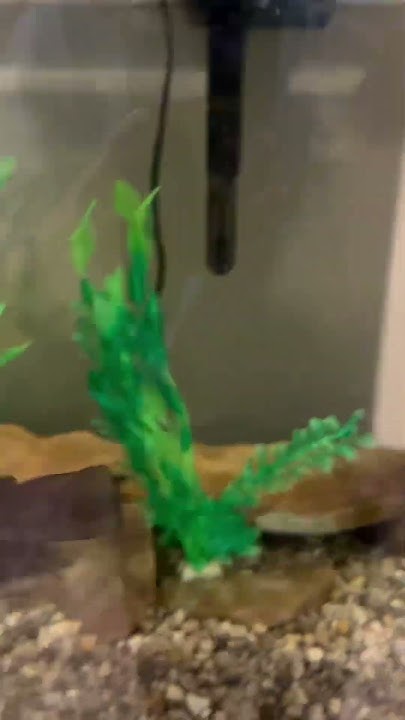 Hand feeding my pet bullhead catfish a nightcrawler - YouTube
