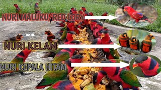 BURUNG NURI MALUKU-NURI KEPALA HITAM-NURI KELAM