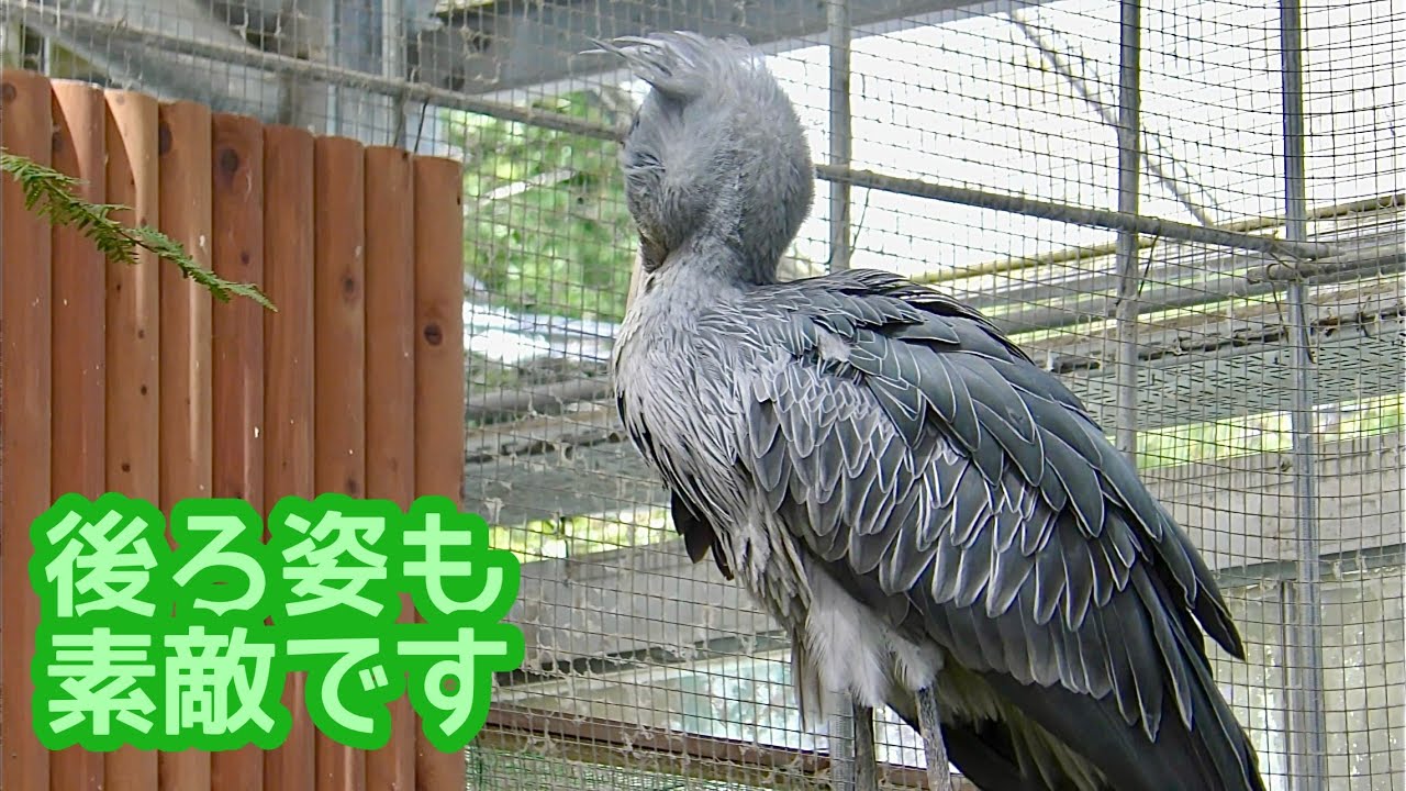 0708ー16550ーハシビロコウ様【32点】 ハシビロコウ ふたばちゃん 屋根の上から背中を見せています【掛川花鳥