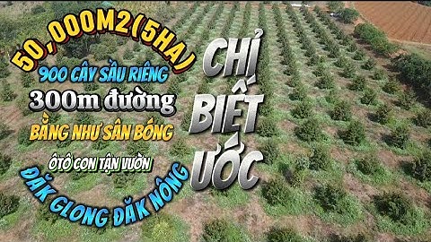 bán vườn sầu riêng đông đặc 5 ha tại Quảng Sơn Đăk glong Đăk nông quá bằng đẹp