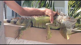Catching green iguanas, anoles, turtles and other lizard species in
south florida. everyone enjoy the video :)
