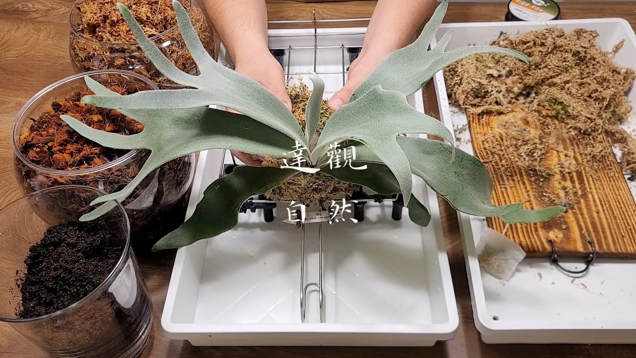 塞爾索鹿角蕨-不鏽鋼籠板-上板種植－How to glow Staghorn Fern(Platycerium Willinckii Celso)on stainless steel cage.