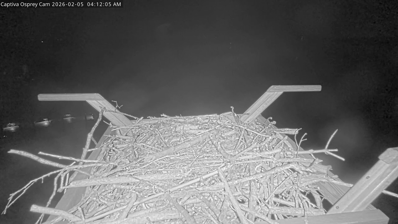 Captiva Osprey Cam | Nest View | Chat Enabled