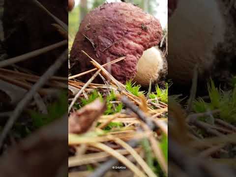 Белый боровой гриб (боровик!) - настоящий!