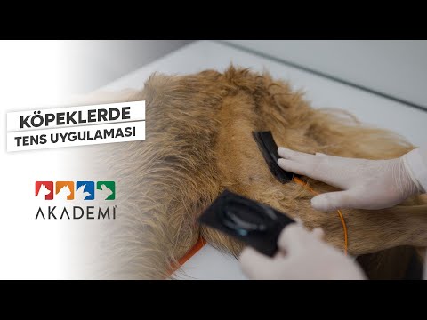 Köpeklerde TENS Uygulaması