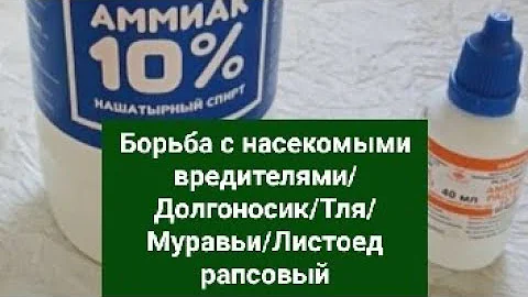 Борьба с насекомыми вредителями/Долгоносик/Тля/Муравьи/Листоед рапсовый