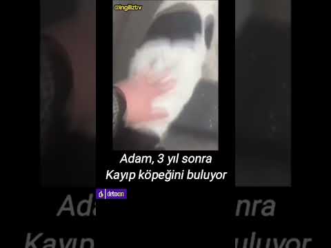 kayıp köpek ile