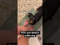 This dog has a very high IQ.#dogsoftiktok #funnyvideos #dog #funnydog #usa🇺🇸