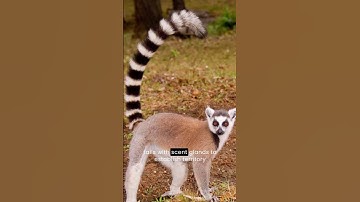 Ring Tailed Lemur #shorts #lemur #lemurs #animals #animalshorts #wildlife #madagascar #mammals