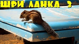 Шри-Ланка 3: Живность на пляже отеля