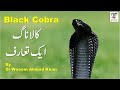 Black cobra documentary   venomous snakes of pakistan 1