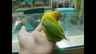 Лесбилердің жалаңаш бейнелері