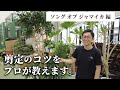 【植物のプロが教える】ソングオブジャマイカ 剪定のコツ！