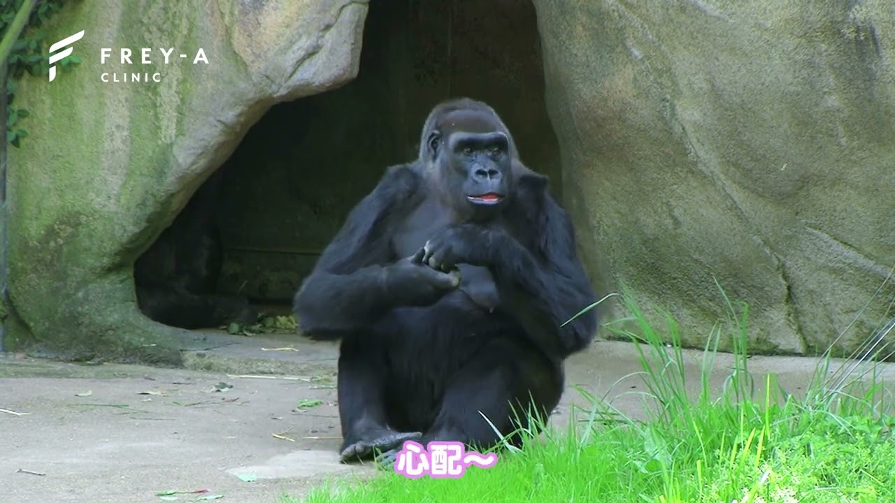 動物たちの脱毛意識】ゴリラ編 - YouTube