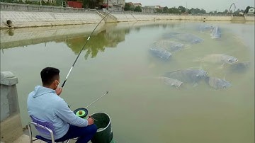 ✅Câu cá diếc mà .... phá quá ???Câu đài tự nhiên