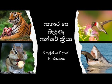 6 ශ්‍රේණිය| විද්‍යාව|10 ඒකකය|ආහාර හා බැදුණු අන්තර් ක්‍රියා| Grade 6| Science| Unit 10