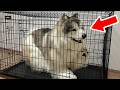 When I put on a realistic dog costume, I got locked in a cage!