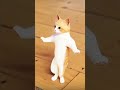 Patli kamariya mor hai hai #cat #reels #viral #shorts #video #Patli #kamriya #comedy #chetanmonga